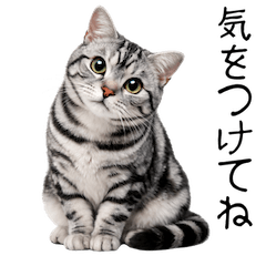 expressive american shorthair greetings
