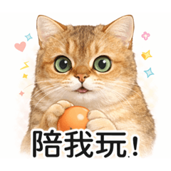 黑寶豆豆