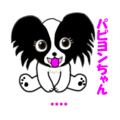 かわいい犬のパピヨンちゃん