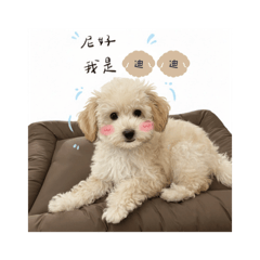 我是臭醬的迪迪