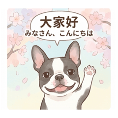 I am Boston Terrier Many