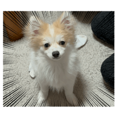 SUMIRE_20260119155136