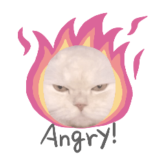 baimon_20260119175829