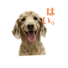 potetodog_20260117232514