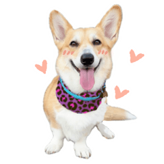 The kawaii dog Corgi Yuzu