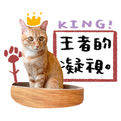 帥氣皮皮的呆萌世界