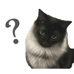 biscuit_20260120133249