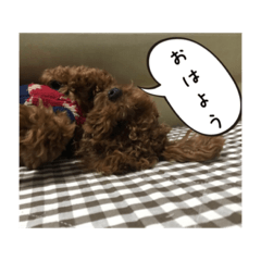 k.toy poodle
