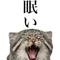 BIG! 매일 쓰기 좋은 마눌고양이