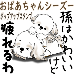 Shih tzu 2026 (Pop-up Grandma Shih Tzu)