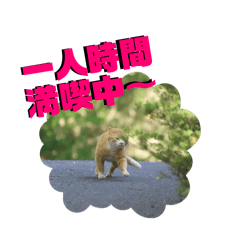 PiPiKo_20260119225646