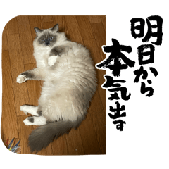 ラグドールのゆりちゃん1