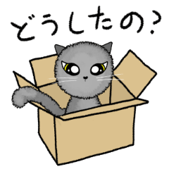 Provocative yet Sweet Cotton