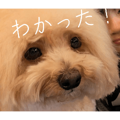 マルプー便利スタンプ！