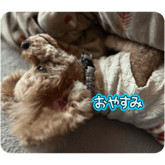 choco_20260120113843