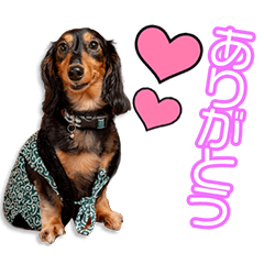 楠家のそらまめちゃん