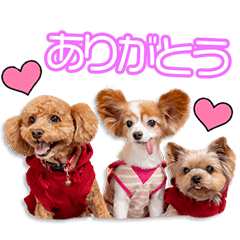 横田家のココ＆アイ＆モモちゃん