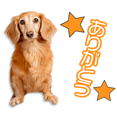 酒見家のマロンちゃん