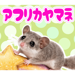 アフリカヤマネの日常