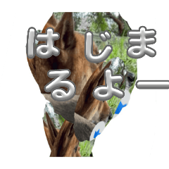 koara_20260118190223