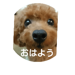 family toy poodle 1