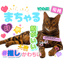 chikapi_20260120153038