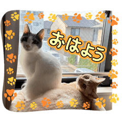 chamu_20260120174051