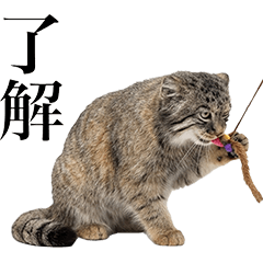 BIG! Pallas's Cat for Everyday Use!!