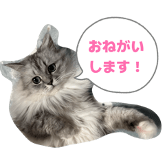 marimari_20260120214823