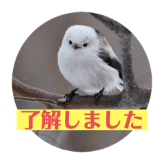 hanao_20260120220236