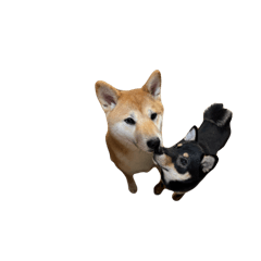 hima0813_20260120225634