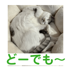 miomio305_20260120223714