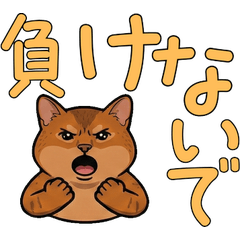 Animated Polite Abyssinian  18th