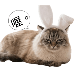 厭世兔子貓 喔