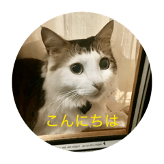 Hitohira_20260120170708