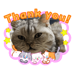 NEKOMARUKE_20260120175618