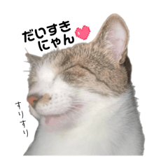 nyapi_20260121004036