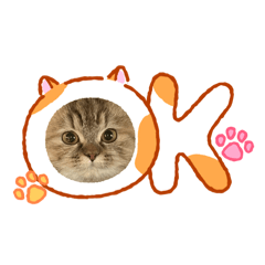 tomomi_20260120233447