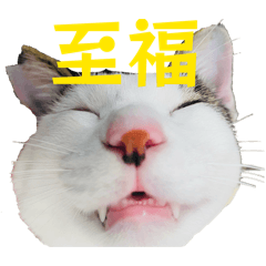 Chan._20260120233542