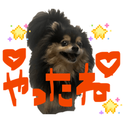 保護ポメのレオ