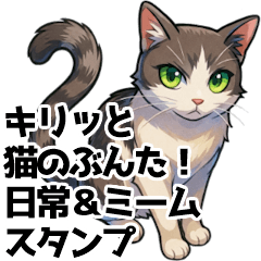 Bunta the Sharp-Eyed Cat: Daily & Memes