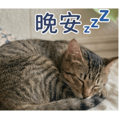 貓奴專用日常集1（林小臭）