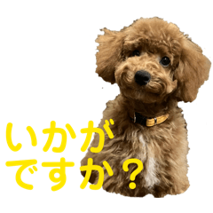 mimimon_20260120223911