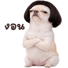 ❤️ชิวาวา ตัวตึง❤️