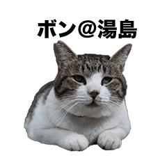 ボンちゃん＠熊本湯島　熊日猫島シリーズ