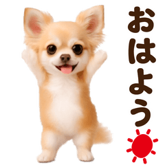 踊る!チワワ(クリーム)