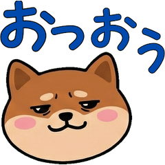 Round Bambino Cat  22nd