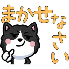 Polite Moving B&W Cat 6th