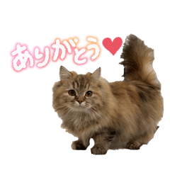 tomomi_20260121111341