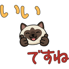 Polite Birman Cat  24th